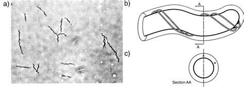 Cellular morphology of spirochetes. a) phase-contrast image (1000 x) of ...