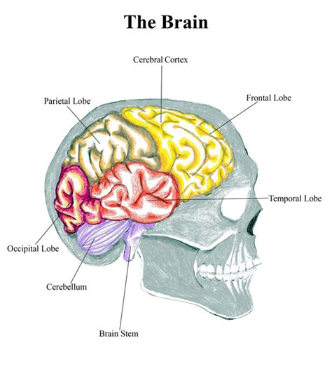 How To Draw The Human Brain - Art Sphere Inc.