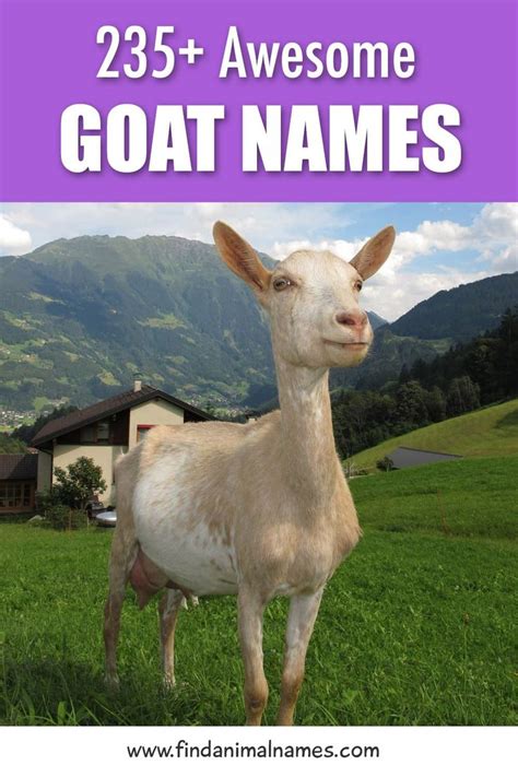 Goat Names | Raising farm animals, Pet goat, Goats