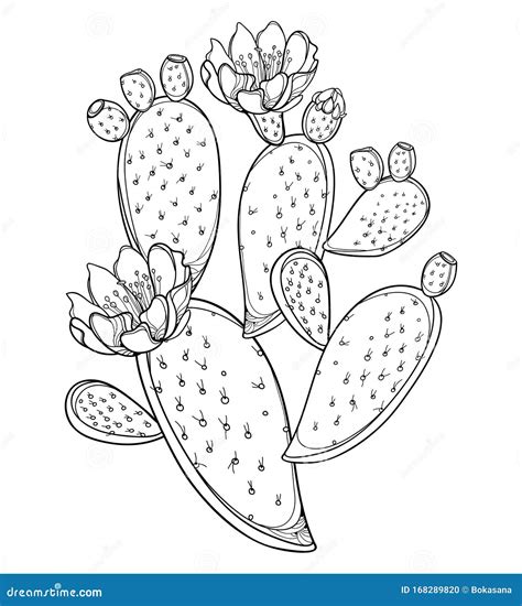 Prickly Pear Flower Drawing