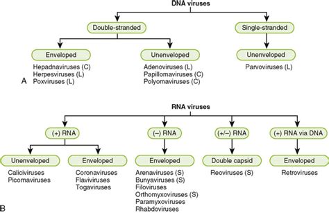 What is a Virus and Why Do We Think They Are Living Organisms