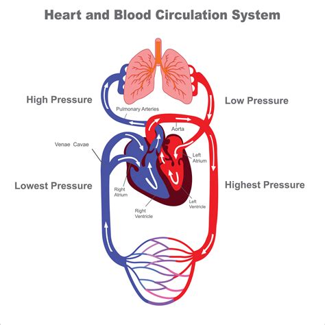 Human circulatory system and Blood circulation vevtor illustraion 20240698 Vector Art at Vecteezy