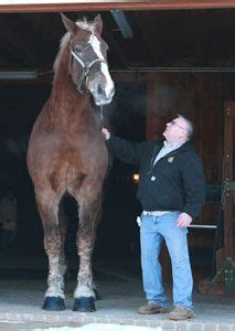 Big Jake - the world's biggest horse. 9 yr old Belgain (draft horse ...