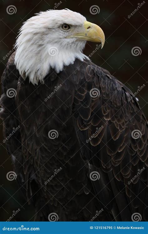 The American Bald Eagle stock image. Image of america - 121516795