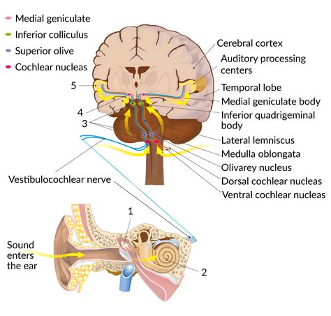 Auditory Pathway Steps