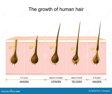 Hair Growth Cycle from Anagen and Catagen To Telogen Phase Stock Vector - Illustration of ...