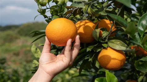 How to Grow Oranges: Complete Cultivation and Care Guide - Forestry.com