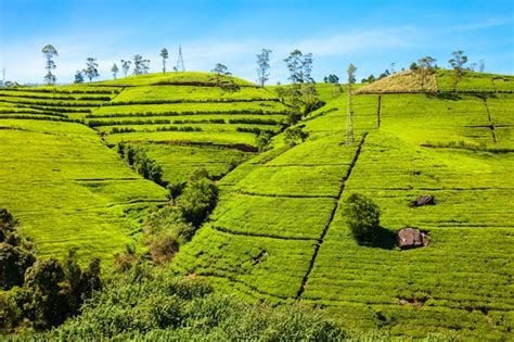 Premium Photo | Nuwara eliya tea plantation