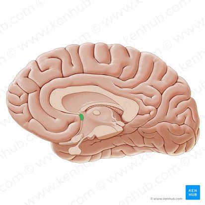 Anterior commissure: Anatomy and function | Kenhub