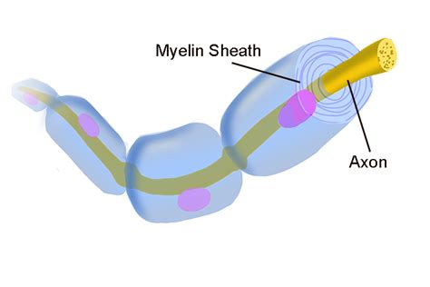 The myelin sheath provides electrical insulation for axons