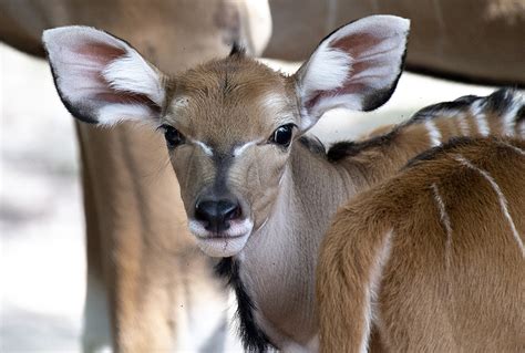 Zoo Miami sanctuary welcomes births of six animals from endangered ...