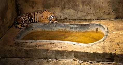 Photos show that zoos are more like animal prisons than a conservation effort