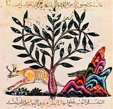 Astragalus plant, with gazelle fleeing from a wolf emerging from a rock ...