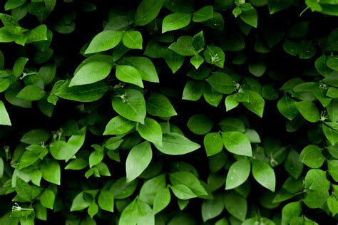 Photo of Green Leafy Plant · Free Stock Photo