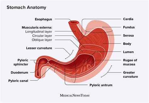 Cells of the stomach: Types, purpose, and location