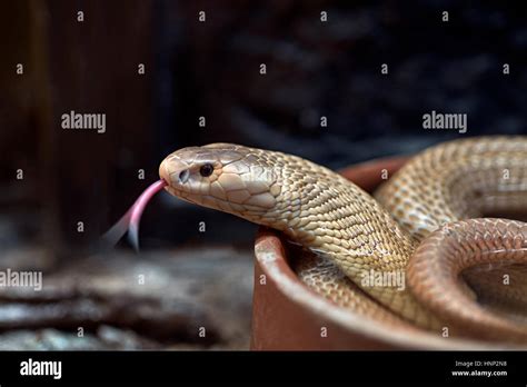 Albino Cobra, monocled cobra, (Naja kaouthia), Asian venomous snake. Tongue out. Thailand ...