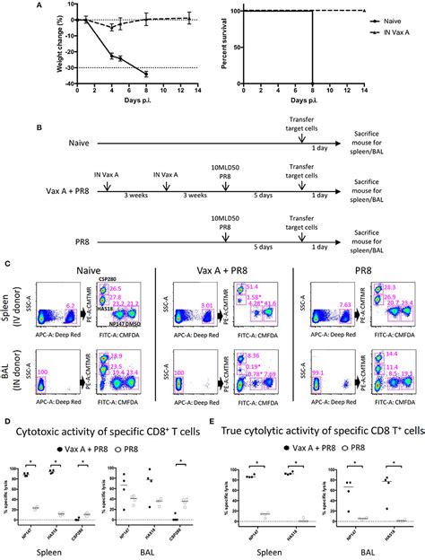 T Cell Cytotoxicity Assay