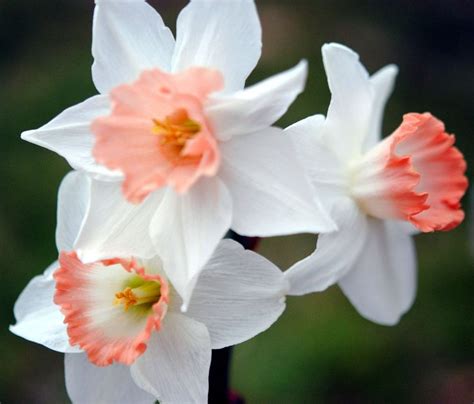 Pink daffodils lovely!!! | Early spring flowers | Pinterest