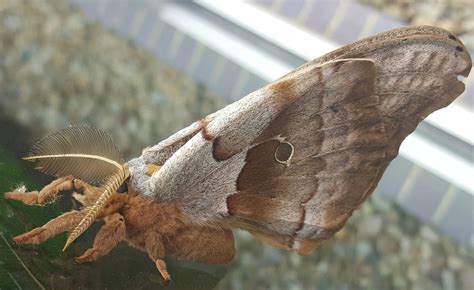 Polyphemus moth by cocoon