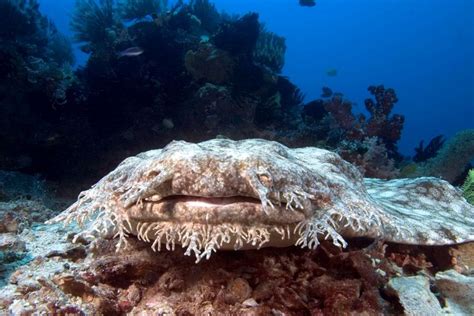 Tasseled Wobbegong Shark Facts