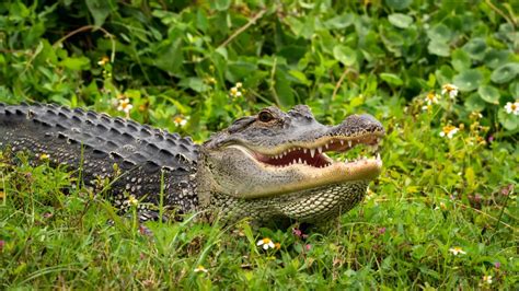 18 most Frightening Animals in North America - Guide to Stress Less