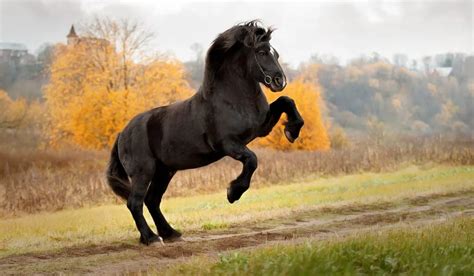 Percheron Horse Breed Profile - Height, Color, History, and Personality - Helpful Horse Hints