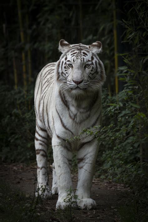 White tiger portrait // animal, nature, wildlife // fine-art ...