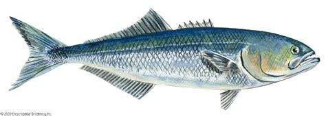 Bluefish | Saltwater, Predator, Gamefish | Britannica