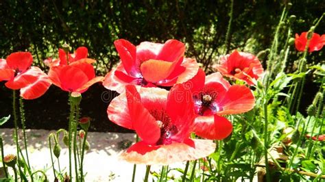 Beautiful Red Opium or Poppy or Papaver Somniferum or Afeem Stock Photo - Image of fields, field ...