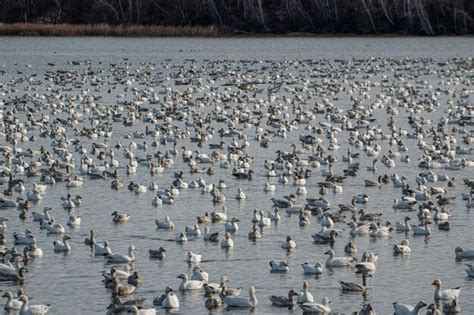 Premium Photo | Flock of geese on lake