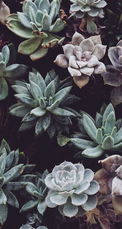 Aesthetic Grid Plants Wallpapers - Top Free Aesthetic Grid Plants Backgrounds - WallpaperAccess