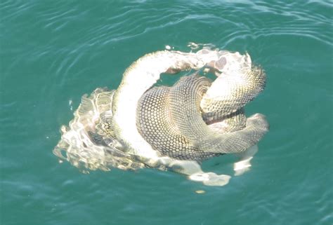 Sea snakes (Elapidae, Hydrophiinae) in their westernmost extent: an updated and illustrated ...