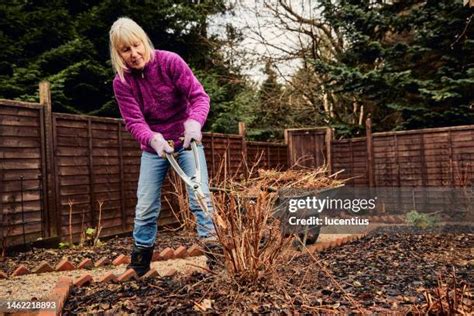 57 Pruning Roses Winter Stock Photos, High-Res Pictures, and Images - Getty Images