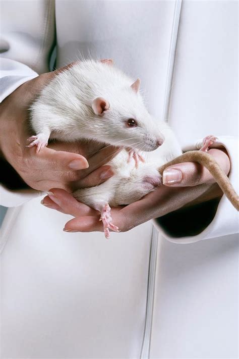 Laboratory Rat Photograph by Coneyl Jay/science Photo Library - Fine Art America