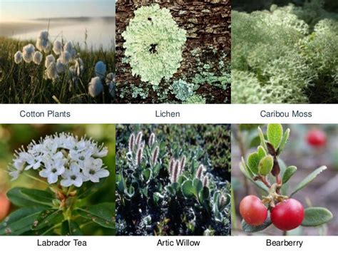 Tundra Plants List