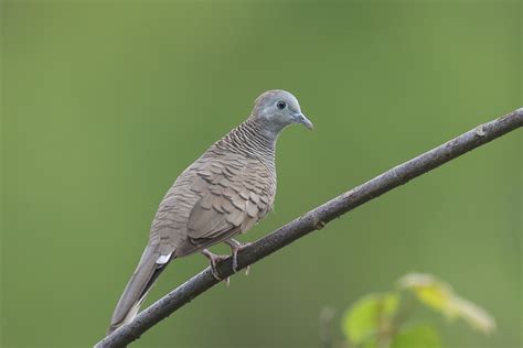 Zebra Dove – Birds of Singapore