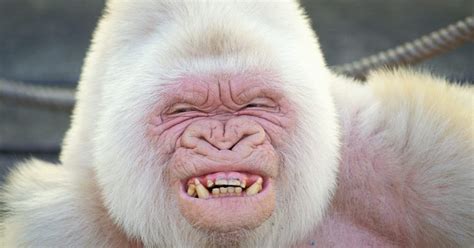 'Snowflake' The Albino Gorilla - Stunning Interesting Facts