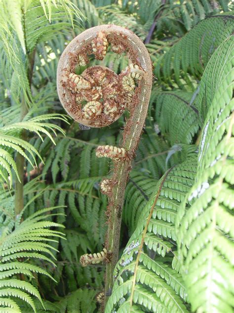 File:Silver Fern Koru2.JPG