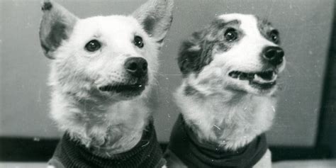 Belka and Strelka: Soviet Space Dogs | Amusing Planet