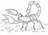 Scorpions Coloring Page  Free Printable Pages For Kids sketch template
