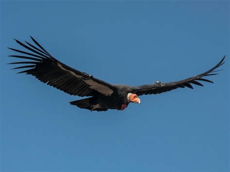 What Do Condors Eat? (Full Diet, Habits and Behavior) | Birdfact