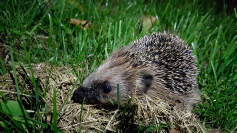 6 Bizarre facts about European Hedgehogs - Sightseeing Scientist