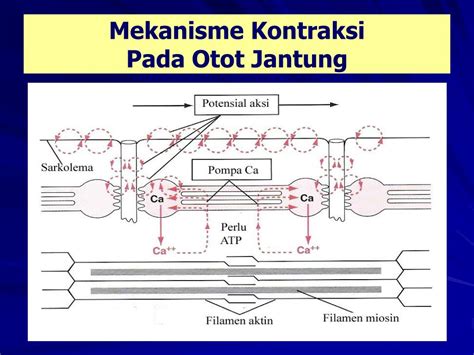 PPT - Rahmatina B. Herman PowerPoint Presentation, free download - ID:3935788