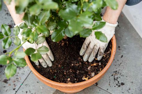 How To Plant A Rose Bush In Pot