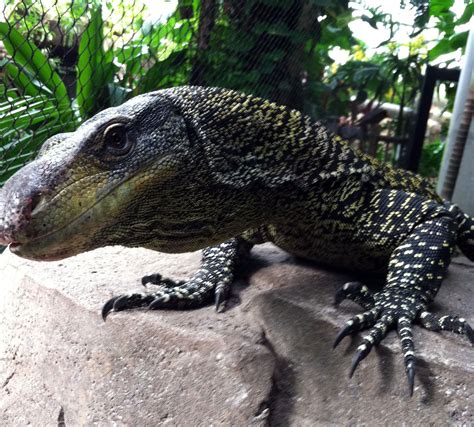 Papua New Guinea | Moody Gardens