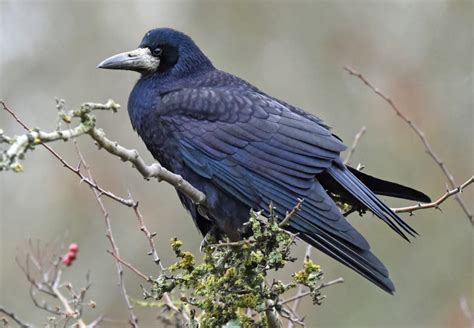 Rook by Tony Hovell - BirdGuides