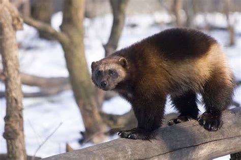 wolverine | Description, Habitat, Photos, & Facts | Britannica.com