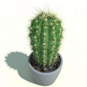 Screamer Cactus - Screamer Wiki