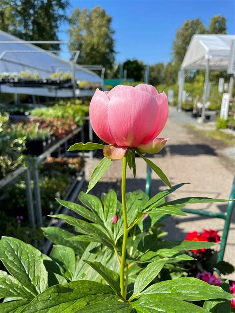 Your Guide to Growing Peonies in Pots and Containers - Birds and Blooms