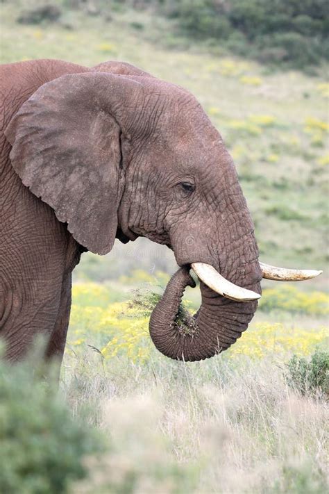 African Elephant Eating Grass Stock Photo - Image of gray, nature: 22311284